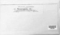 Ophiognomonia leptostyla image